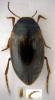 Hydroporus tessellatus